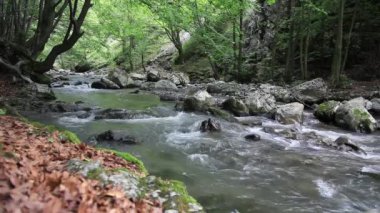 Güzel bir ormanda kayaların üzerinden akan nehir. Yer :Rametului Gorge, Romanya