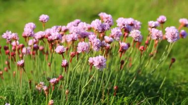 Fransa'nın kuzeyindeki Brittany sahilinde rüzgarda hareket eden Armeria maritima makro çekim