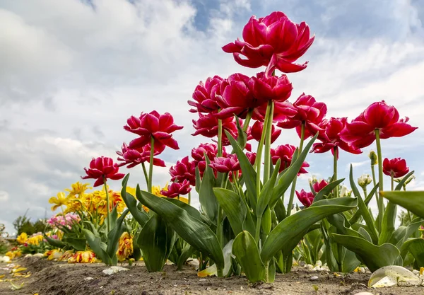 Red Tulips in a Field — Stock Photo, Image