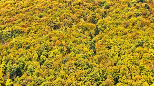 Floresta no Outono — Fotografia de Stock