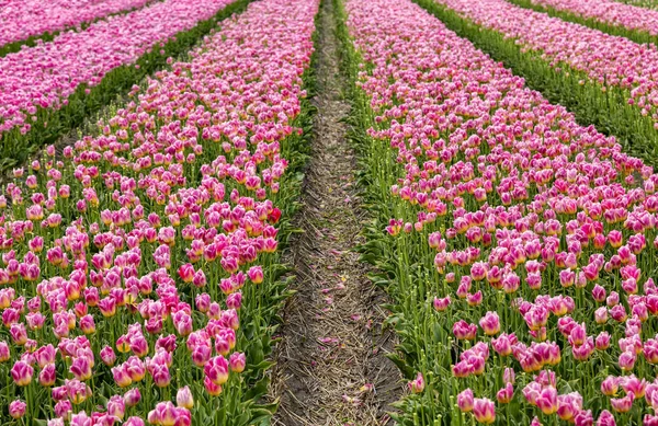 Campo de tulipanes — Foto de Stock