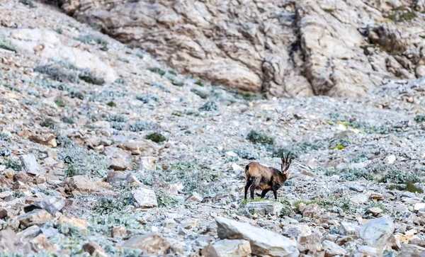 Imagem Uma Camurça Numa Encosta Rochosa Nos Alpes Sul Frech — Fotografia de Stock