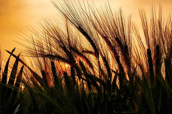 Wizerunek Zachodu Słońca Polu Zbóż — Zdjęcie stockowe