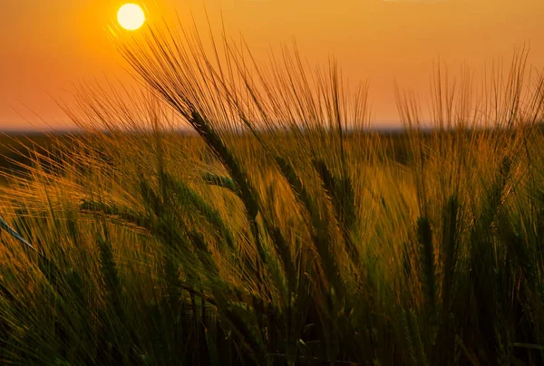 Wizerunek Zachodu Słońca Polu Zbóż — Zdjęcie stockowe