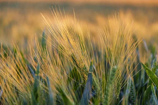 Détail Dans Champ Céréales Coucher Soleil — Photo