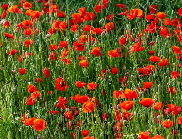 Imagen Marco Completo Campo Amapolas — Foto de Stock