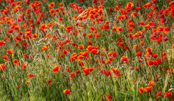 Imagen Marco Completo Campo Amapolas — Foto de Stock