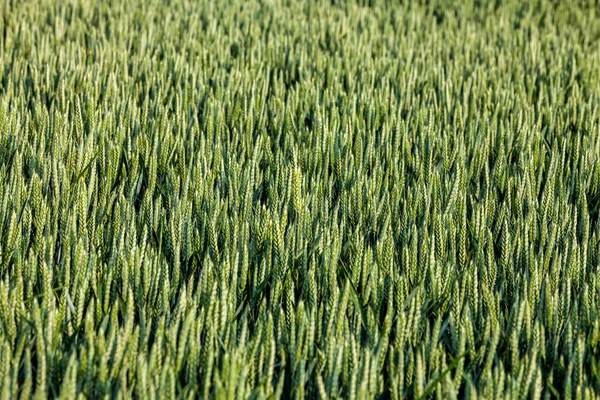 Pełna Ramka Obrazu Pola Zielonych Zbóż — Zdjęcie stockowe