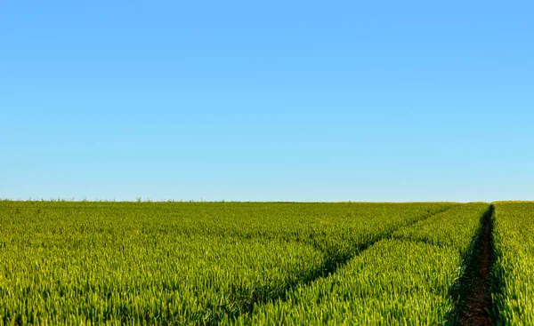 Traces Tractor Green Field Cereals — Stock Photo, Image