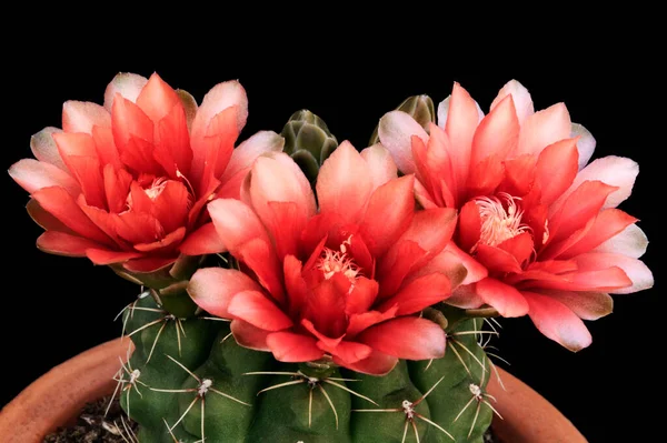 Belles Fleurs Cactus Sur Fond Noir Cactus Est Gymnocalycium Baldianum — Photo