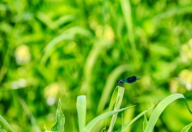 Yeşil bir alanda bir kız böceğinin yakın plan görüntüsü.