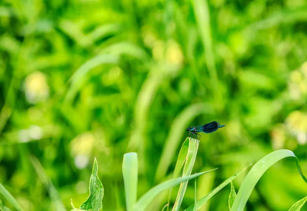 Close Beeld Van Een Waterjuffer Een Groen Veld — Stockfoto