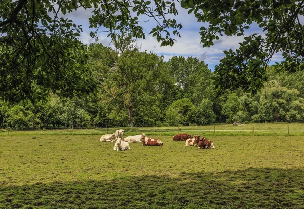 Stádo Krav Ležící Zelené Pastvině Zarámované Listím Stromů — Stock fotografie
