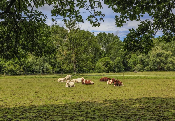 Besättning Kor Som Ligger Grön Betesmark Inramad Trädblad — Stockfoto