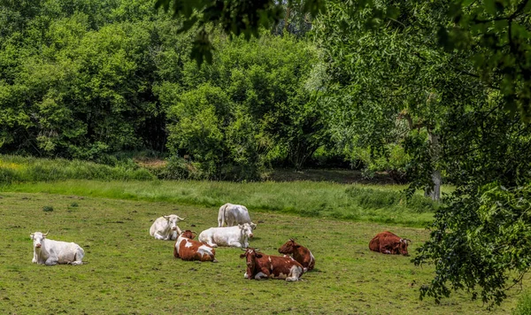 Stado Krów Leżących Zielonym Pastwisku Otoczonym Liśćmi Drzew — Zdjęcie stockowe