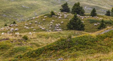 Fransa 'daki Jura Dağlarında otlayan koyun sürüsü..