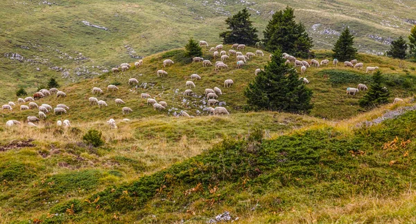 Manada Ovelhas Pastando Nas Montanhas Jura França — Fotografia de Stock