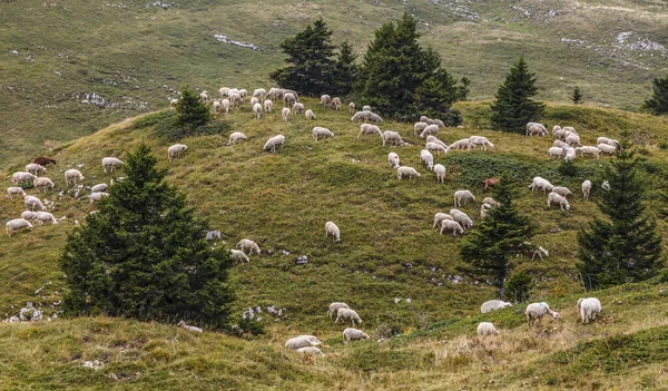 Manada Ovelhas Pastando Nas Montanhas Jura França — Fotografia de Stock