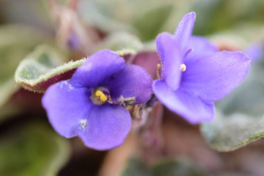 Bahçede çeşitli bitkiler