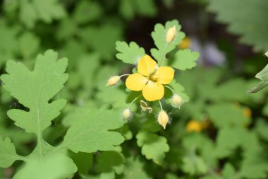 Bahçede çeşitli bitkiler