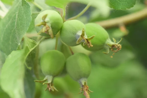 Yablonka Frucht Grünes Pflanzenblatt — Stockfoto