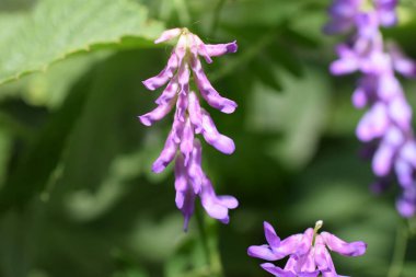 Bahçede çeşitli bitkiler