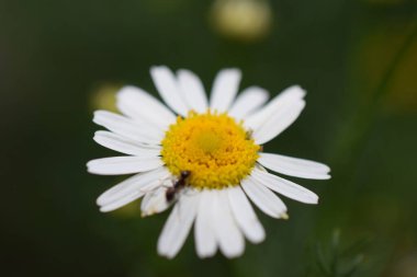 Karınca ve papatya çiçeği papatyası