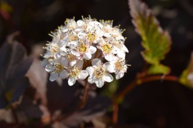 Beyaz çiçekli dekoratif çalılar
