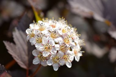 Beyaz çiçekli dekoratif çalılar