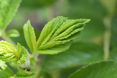 Green Fern 'e yakın.