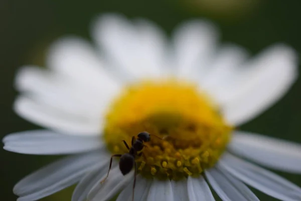 Karınca Papatya Çiçeği Papatyası — Stok fotoğraf