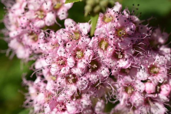 decorative shrubs with pink flowers