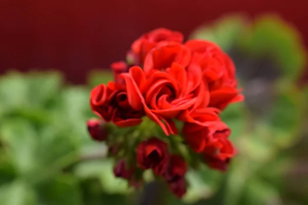 flower geranium photos of flowers indoor geranium