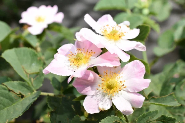 Rosehip Flowers Rosehip Flower Color — Stock Photo, Image