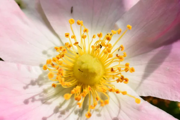 Arbustes Décoratifs Avec Des Fleurs Blanches — Photo