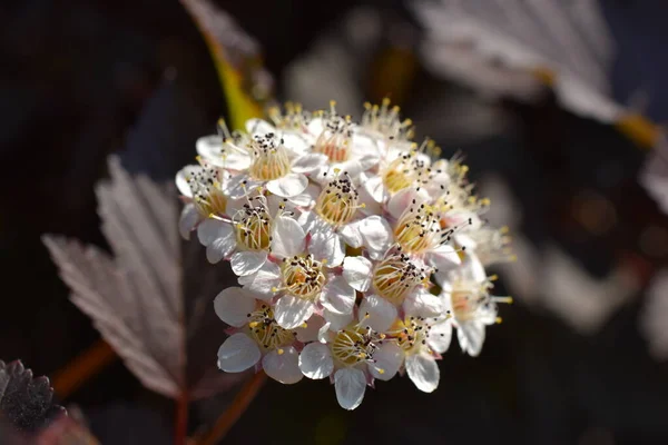 decorative shrubs with white flowers