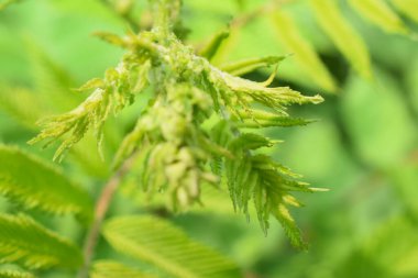 Yeşil arkaplanda kenevir yaprağı