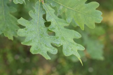 Çiy damlalı yeşil meşe yaprağı