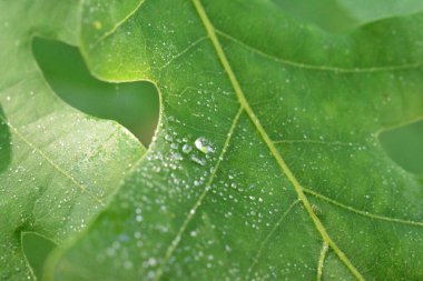 Çiy damlalı yeşil meşe yaprağı