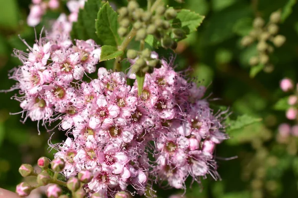 stock image decorative shrubs with pink flowers