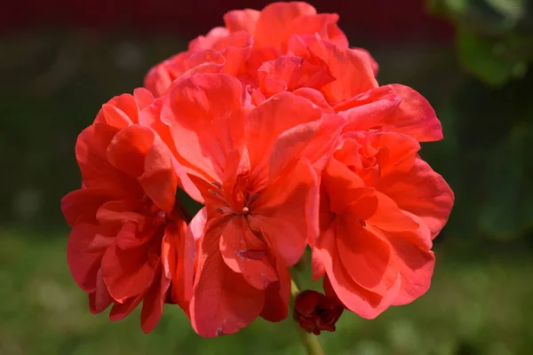 flower geranium photos of flowers indoor geranium