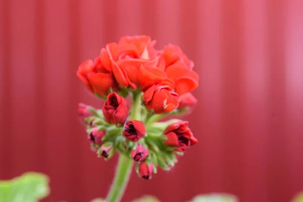 flower geranium photos of flowers indoor geranium