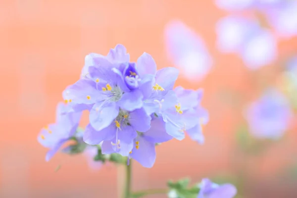 Lila Blommor Blå Bakgrund — Stockfoto