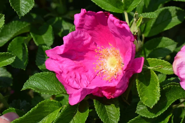 Rose Rose Avec Gouttes Rosée — Photo