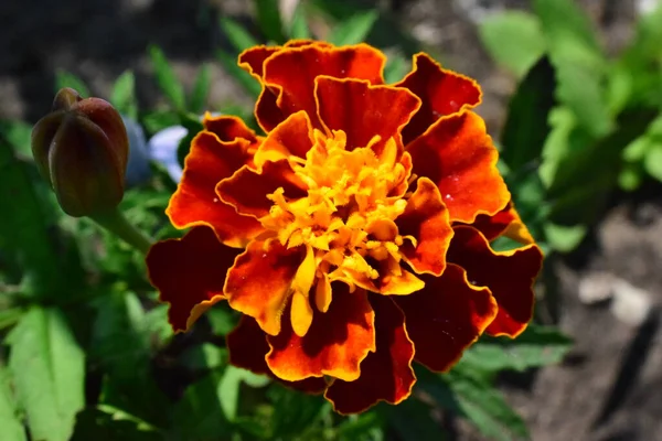 Flor Naranja Amarilla — Foto de Stock
