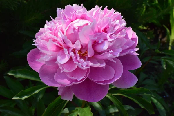 Fleurs Rose Pâle Grande Pivoine — Photo