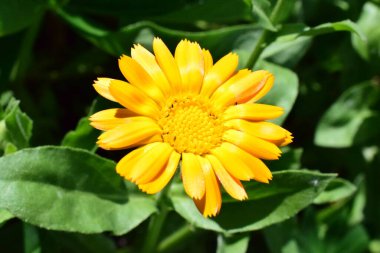 Yeşil arka planda sarı çiçek