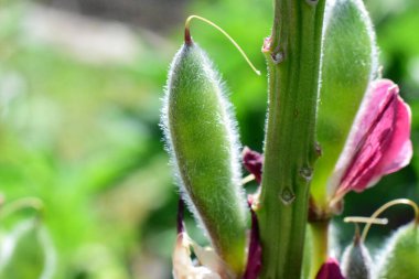 Bitkiler ve fasulyeler benzer.