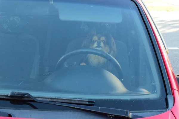 Hund Fährt Auto — Stockfoto