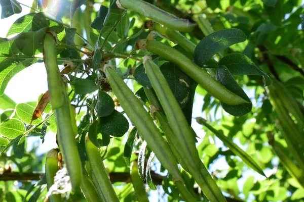 Acacia Jaune Gros Plan Piskulka Chez Les Gens Ordinaires — Photo